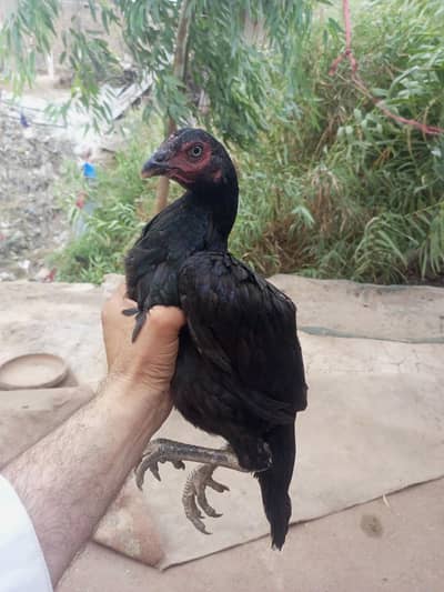 mushka lassani breed