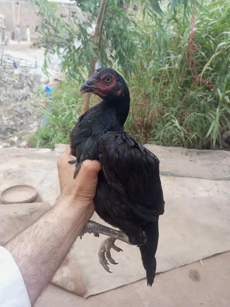 mushka lassani breed — photo 2