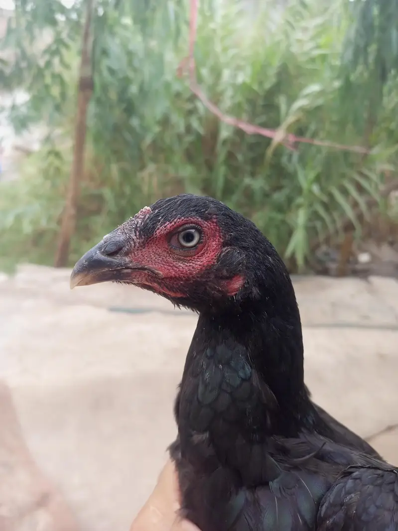 mushka lassani breed — photo 3