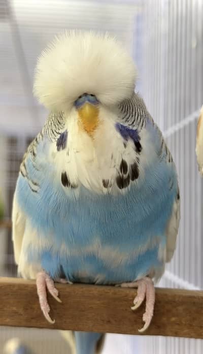 Exhibition Budgies Super Quality Pair