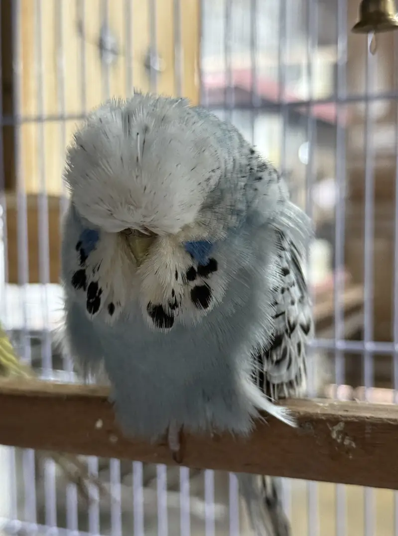 Exhibition Budgies Super Quality Pair — photo 2