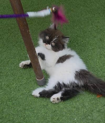 Extrem Quality Persian Kitten