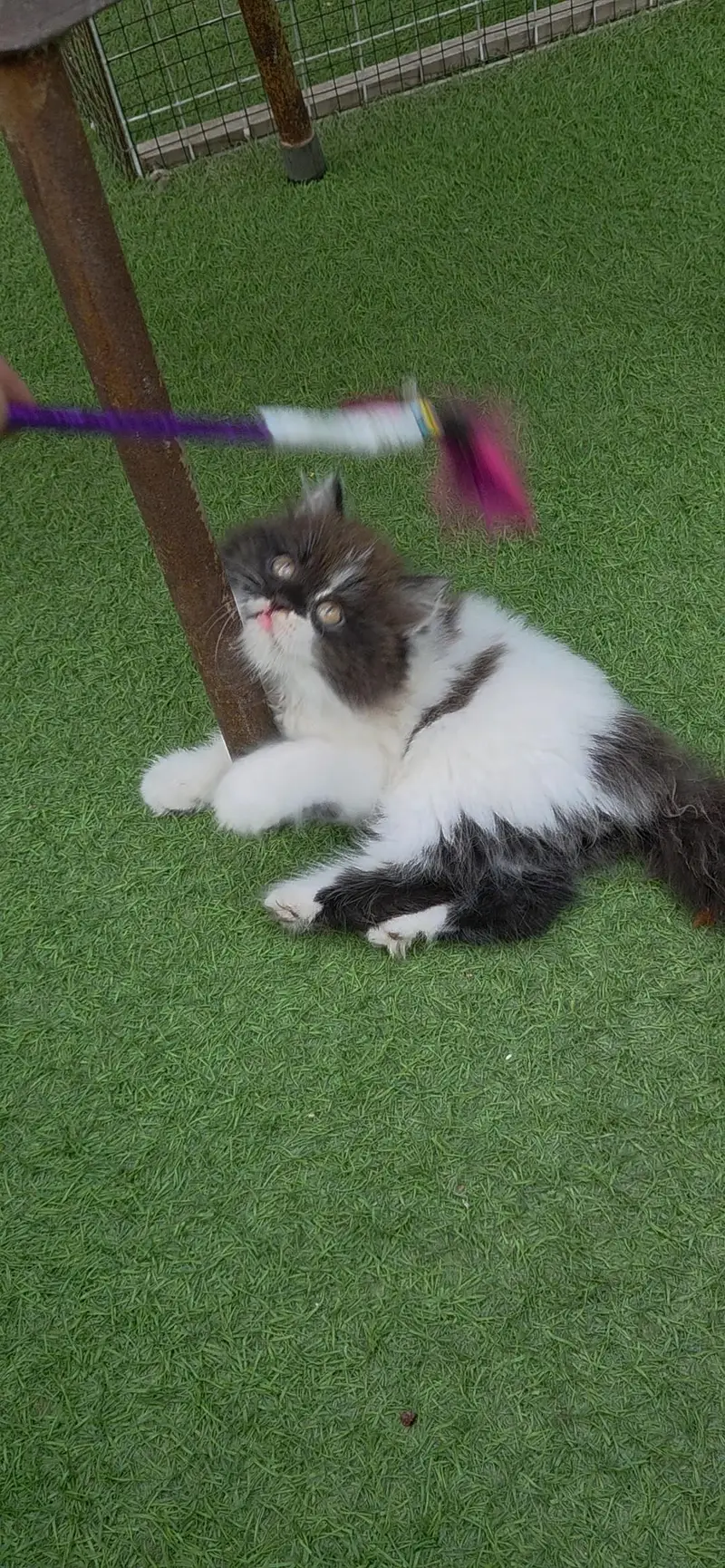 Extrem Quality Persian Kitten — photo 2