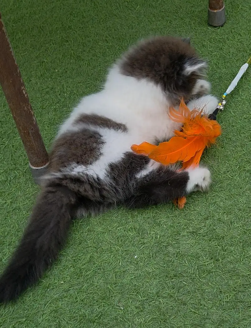 Extrem Quality Persian Kitten — photo 3