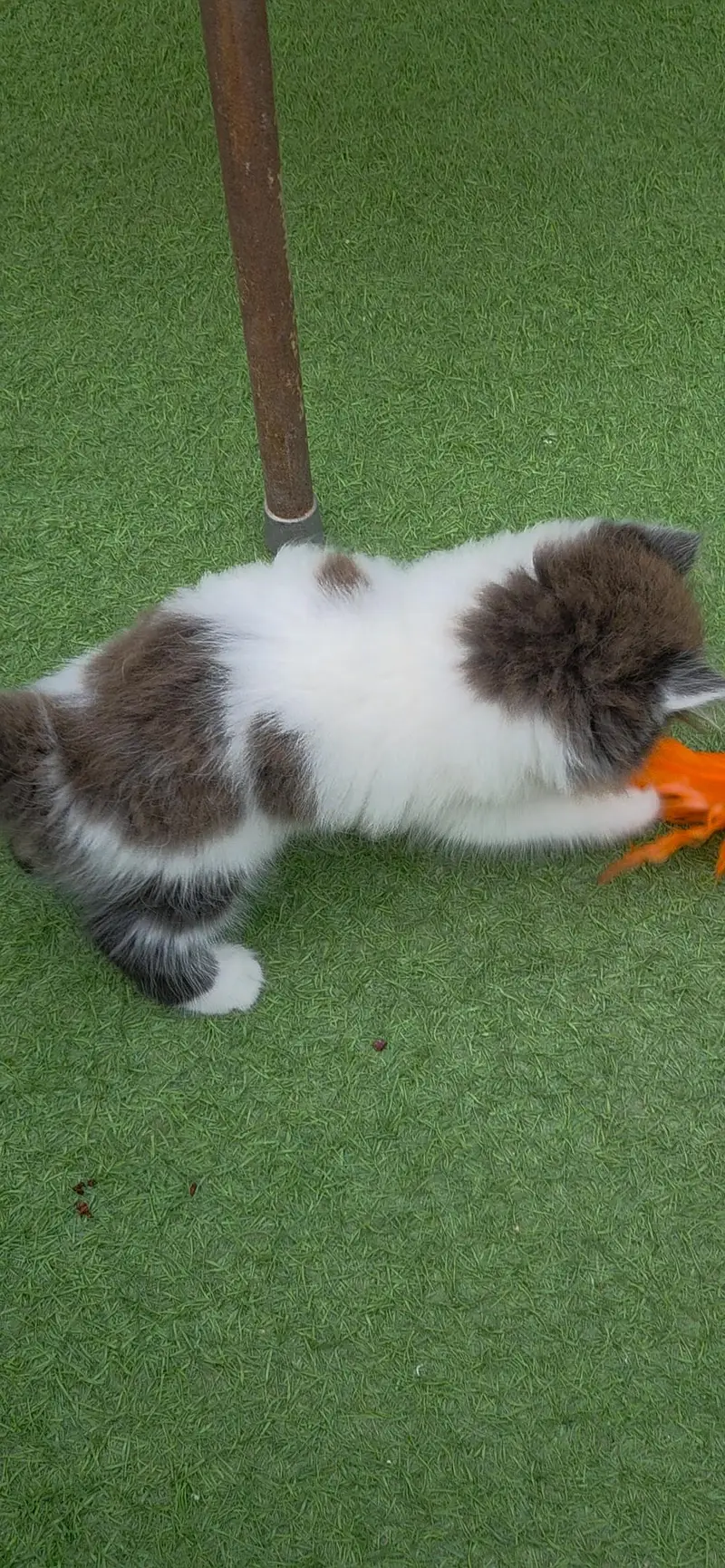 Extrem Quality Persian Kitten — photo 4