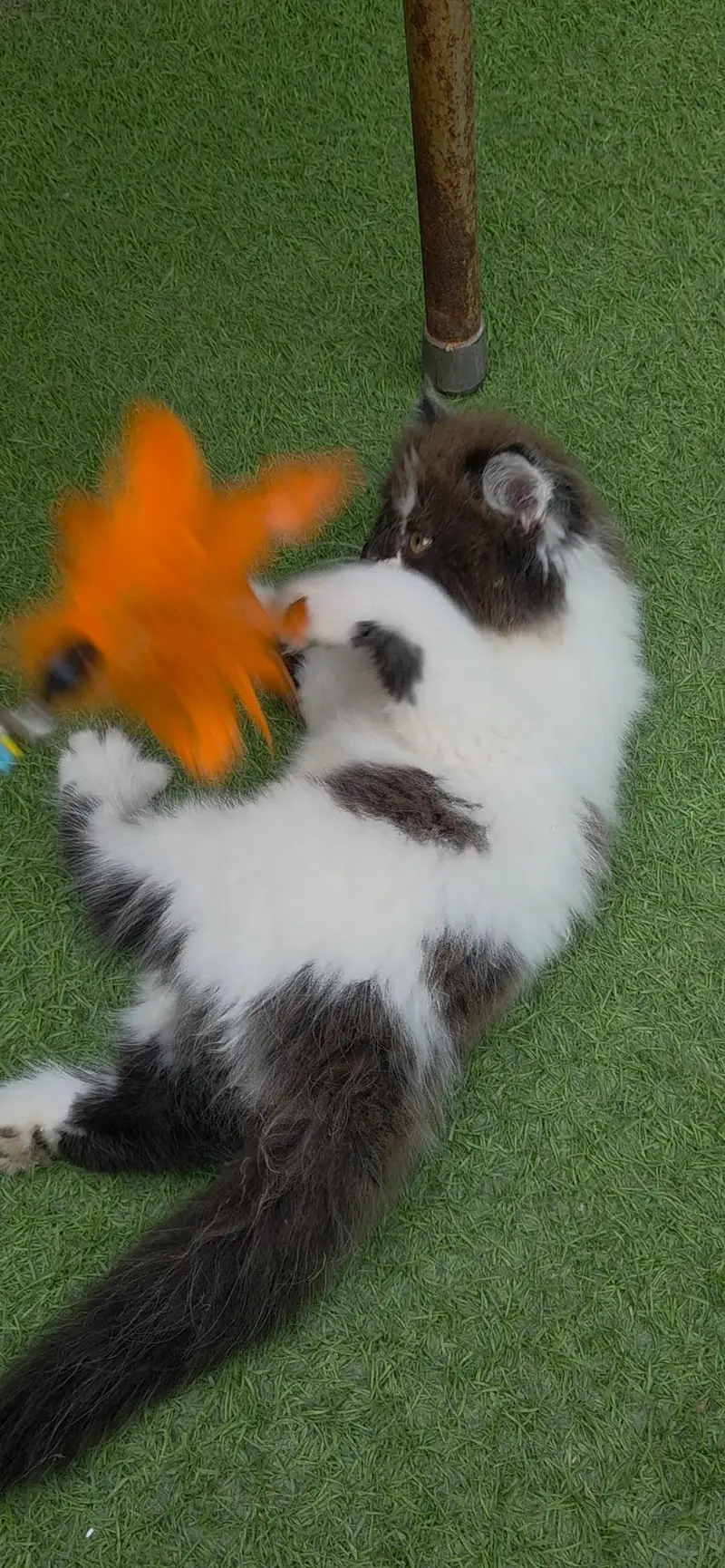 Extrem Quality Persian Kitten — photo 5