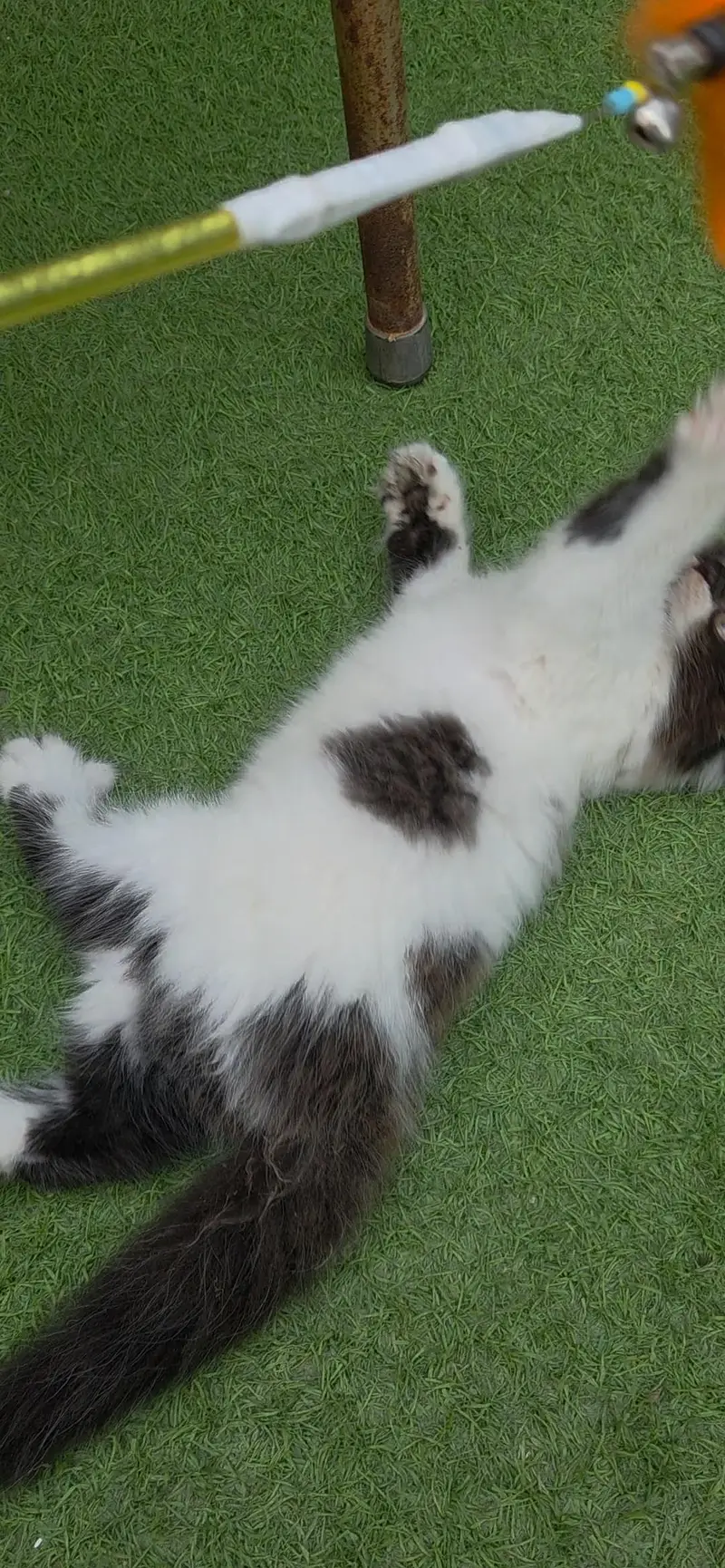 Extrem Quality Persian Kitten — photo 6