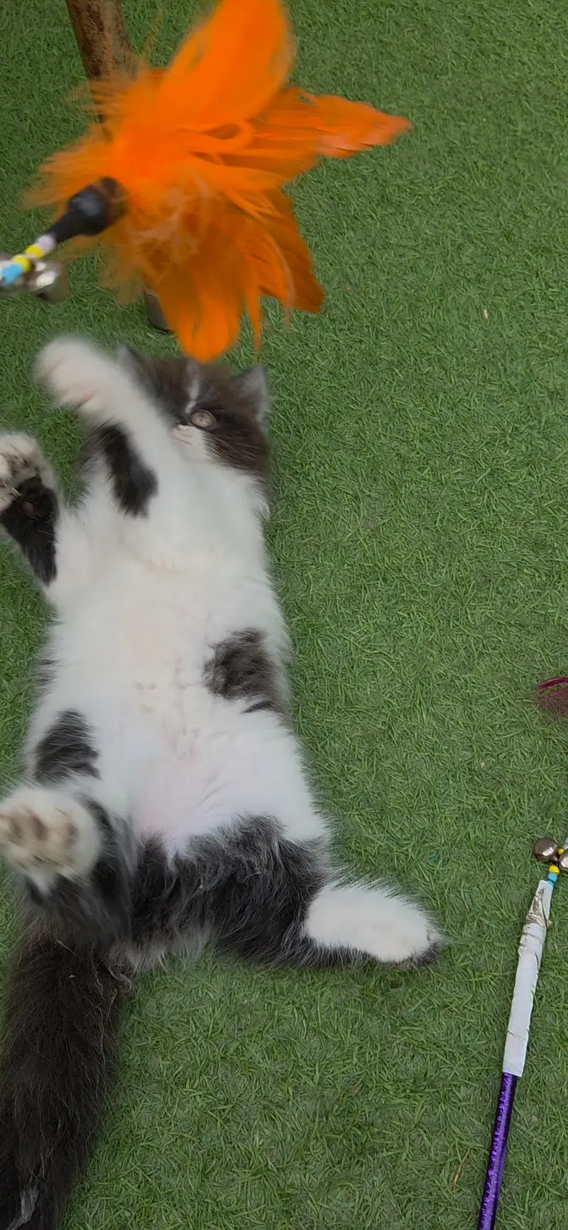 Extrem Quality Persian Kitten — photo 7