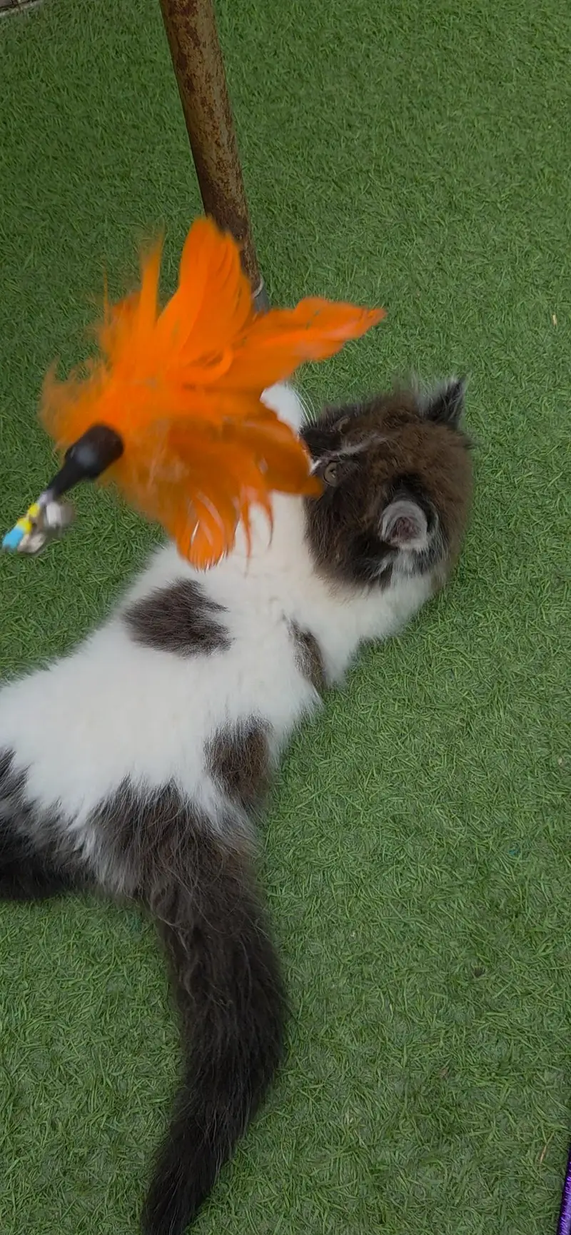 Extrem Quality Persian Kitten — photo 8