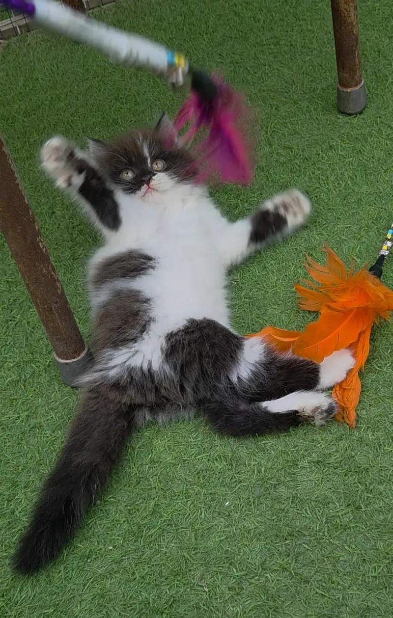 Extrem Quality Persian Kitten — photo 9
