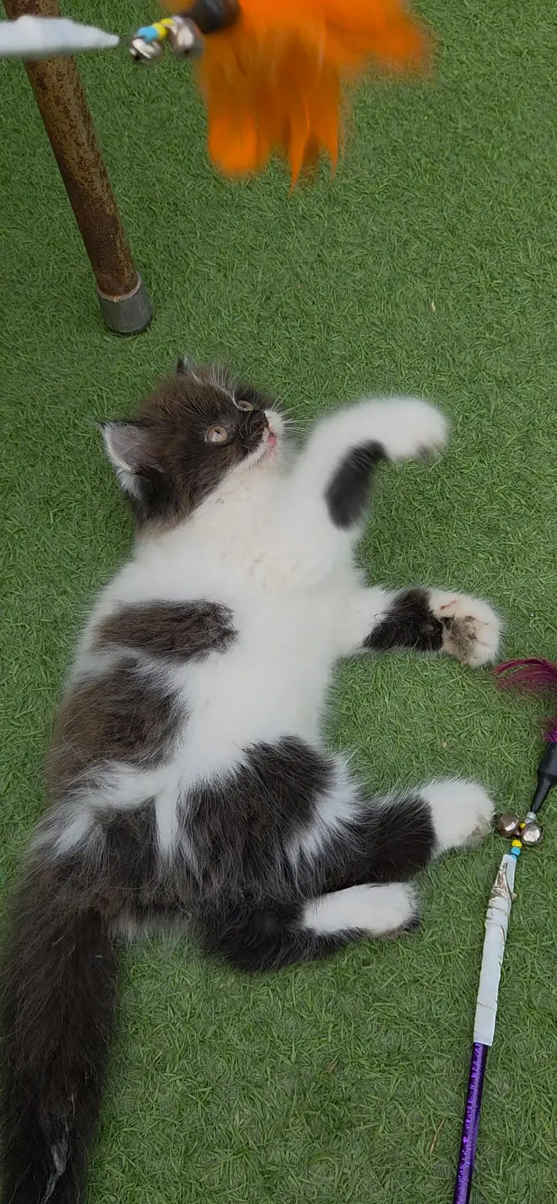 Extrem Quality Persian Kitten — photo 10