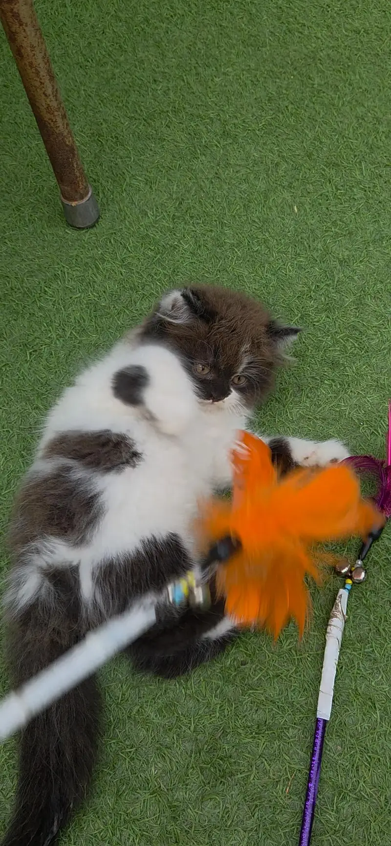 Extrem Quality Persian Kitten — photo 11