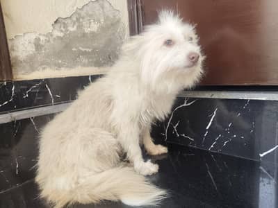 cute female dog for sale