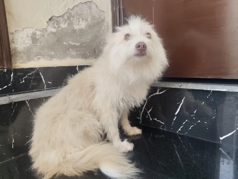 cute female dog for sale — photo 2