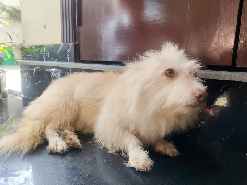 cute female dog for sale — photo 3