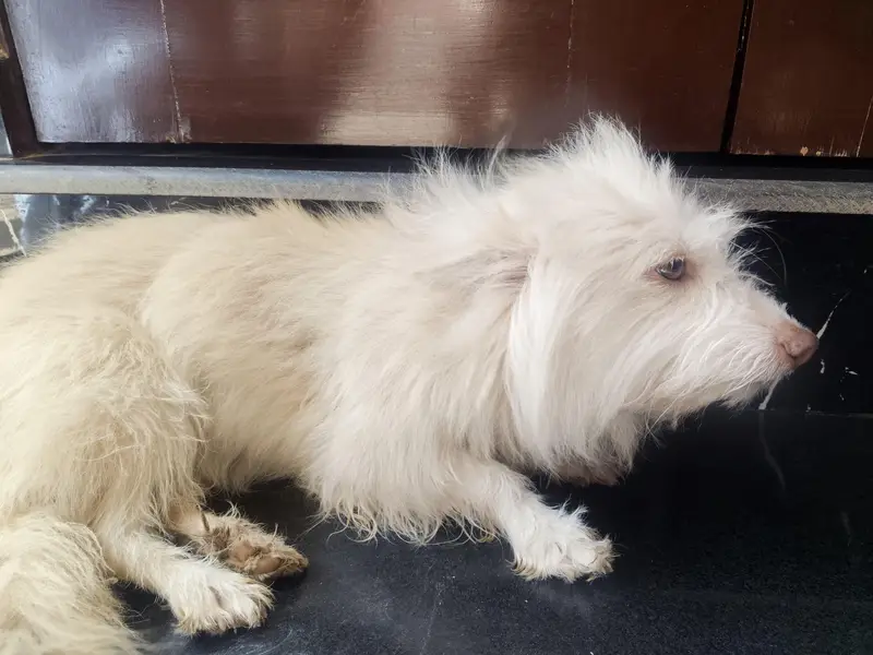cute female dog for sale — photo 4