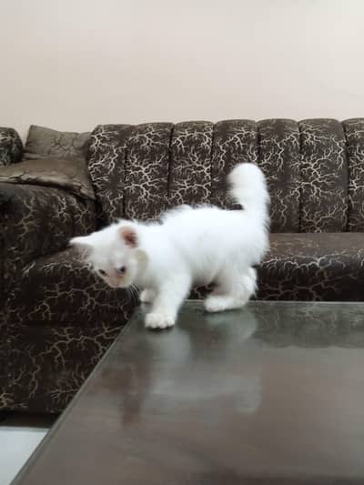 Persian kittens