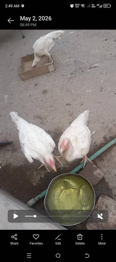 shamo and White Hera aseel