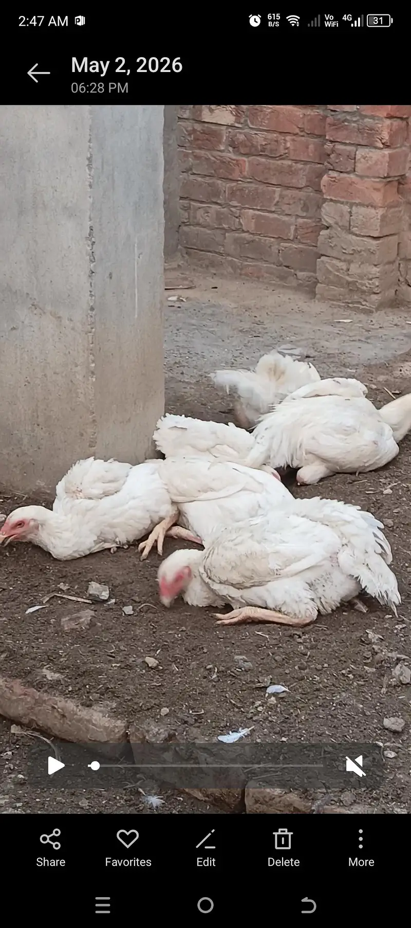 shamo and White Hera aseel — photo 2