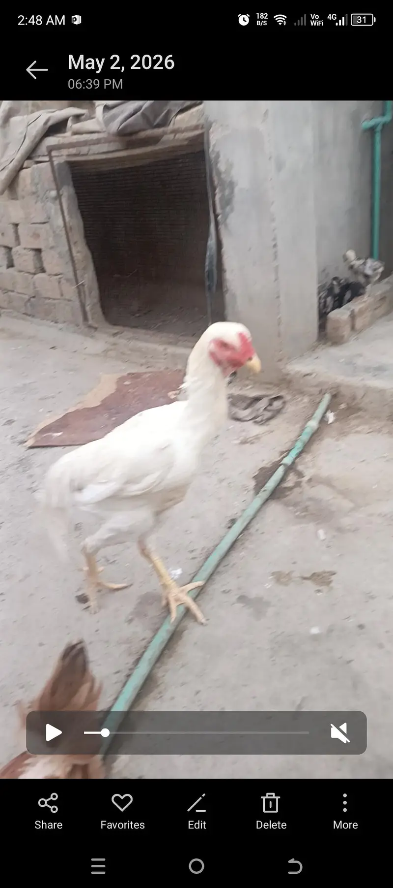 shamo and White Hera aseel — photo 3