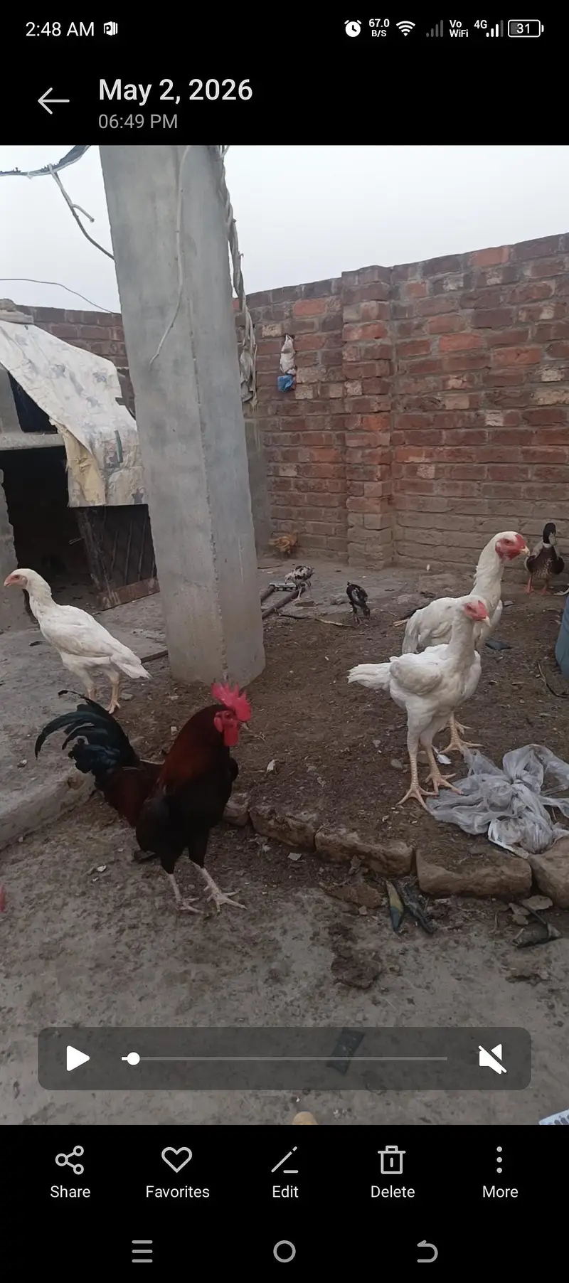shamo and White Hera aseel — photo 4