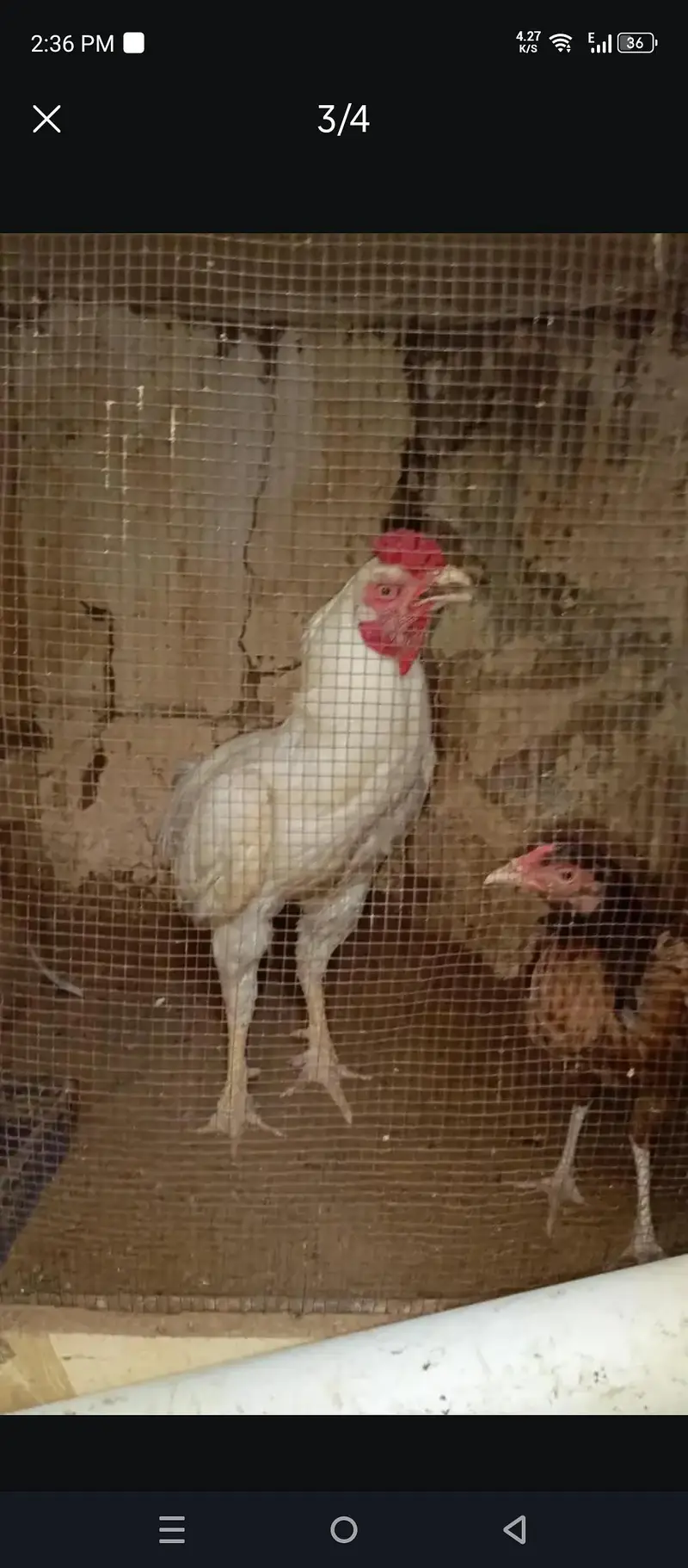 heera aseel murga — photo 3