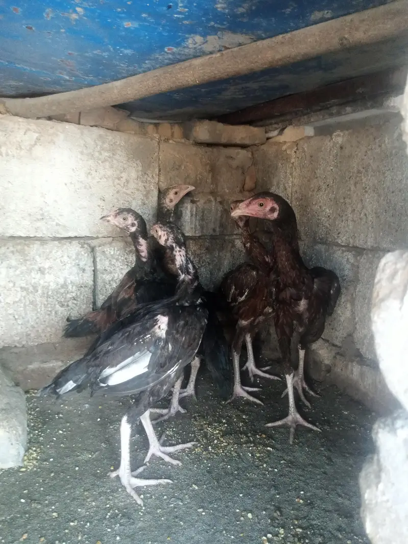 Aseel phaty or phtian lakhi or lasani or mushka — photo 2
