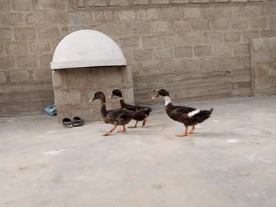 brown wali egg laying hai