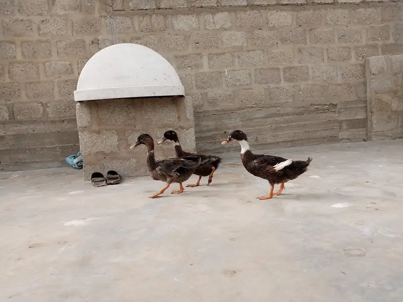 brown wali egg laying hai