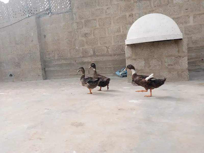 brown wali egg laying hai — photo 2