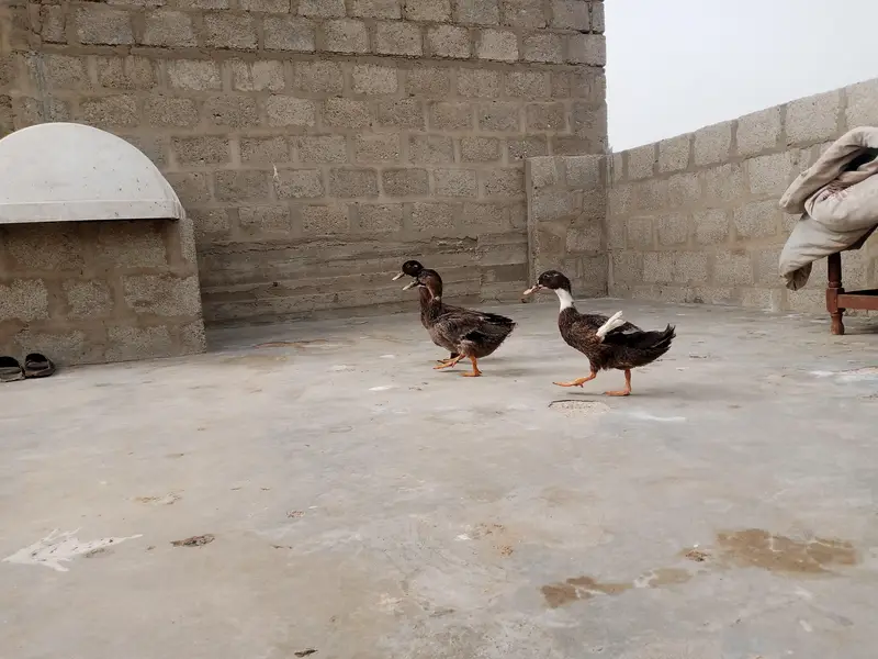 brown wali egg laying hai — photo 3