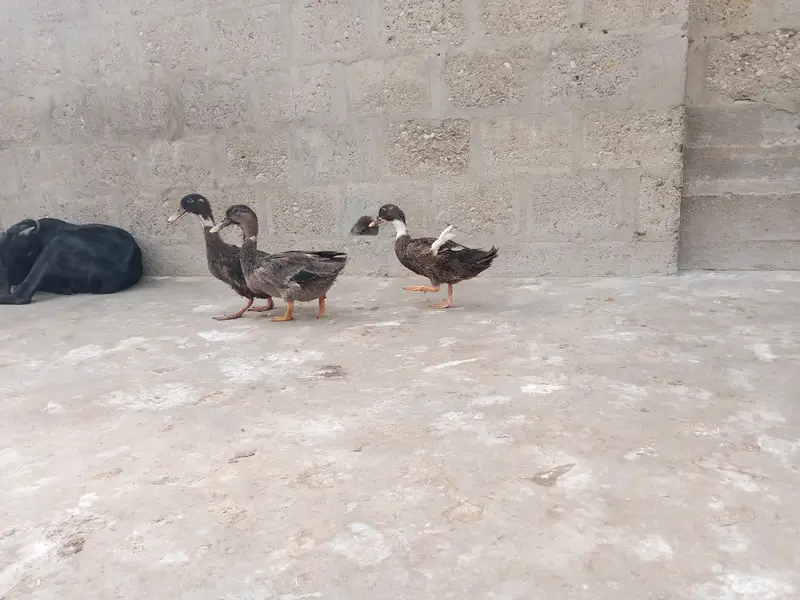 brown wali egg laying hai — photo 4