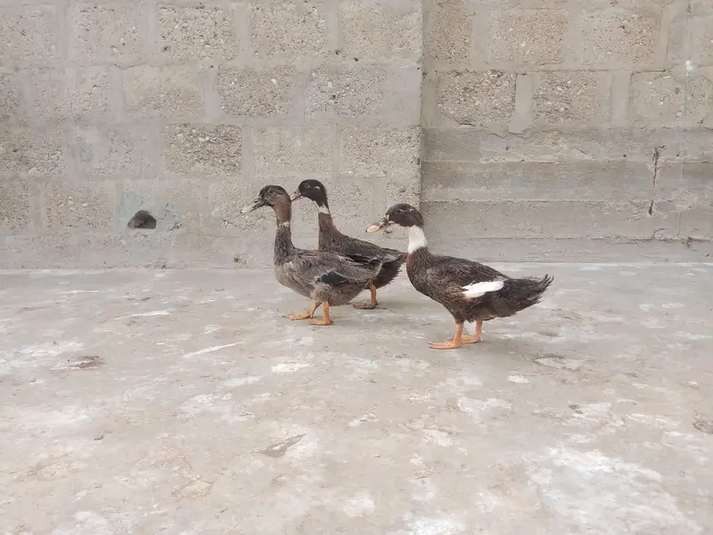 brown wali egg laying hai — photo 5