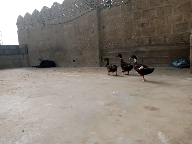 brown wali egg laying hai — photo 6