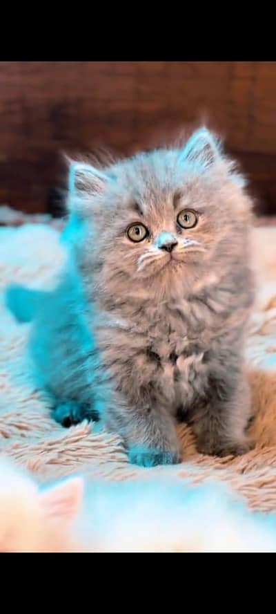pure Persian cats vaccinated and healthy active WhatsApp/0346/4644037/