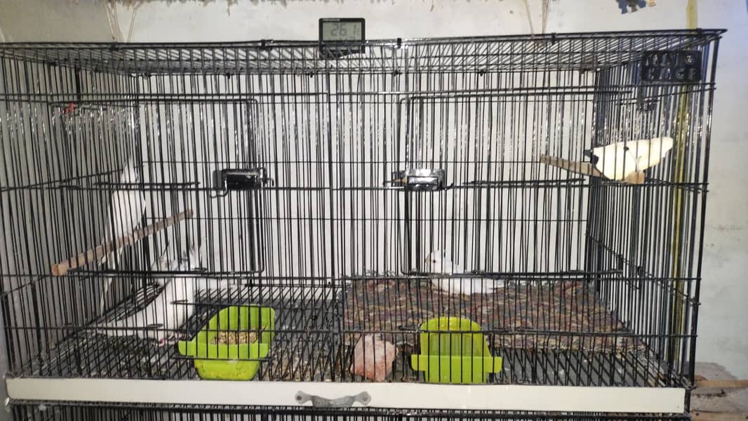 Cages 3