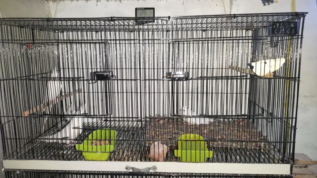 Cages — photo 4