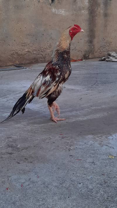 for sell aseel mianwali