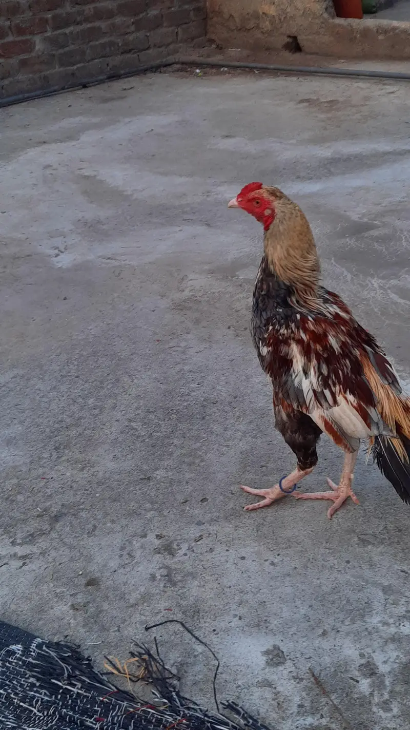 for sell aseel mianwali — photo 2