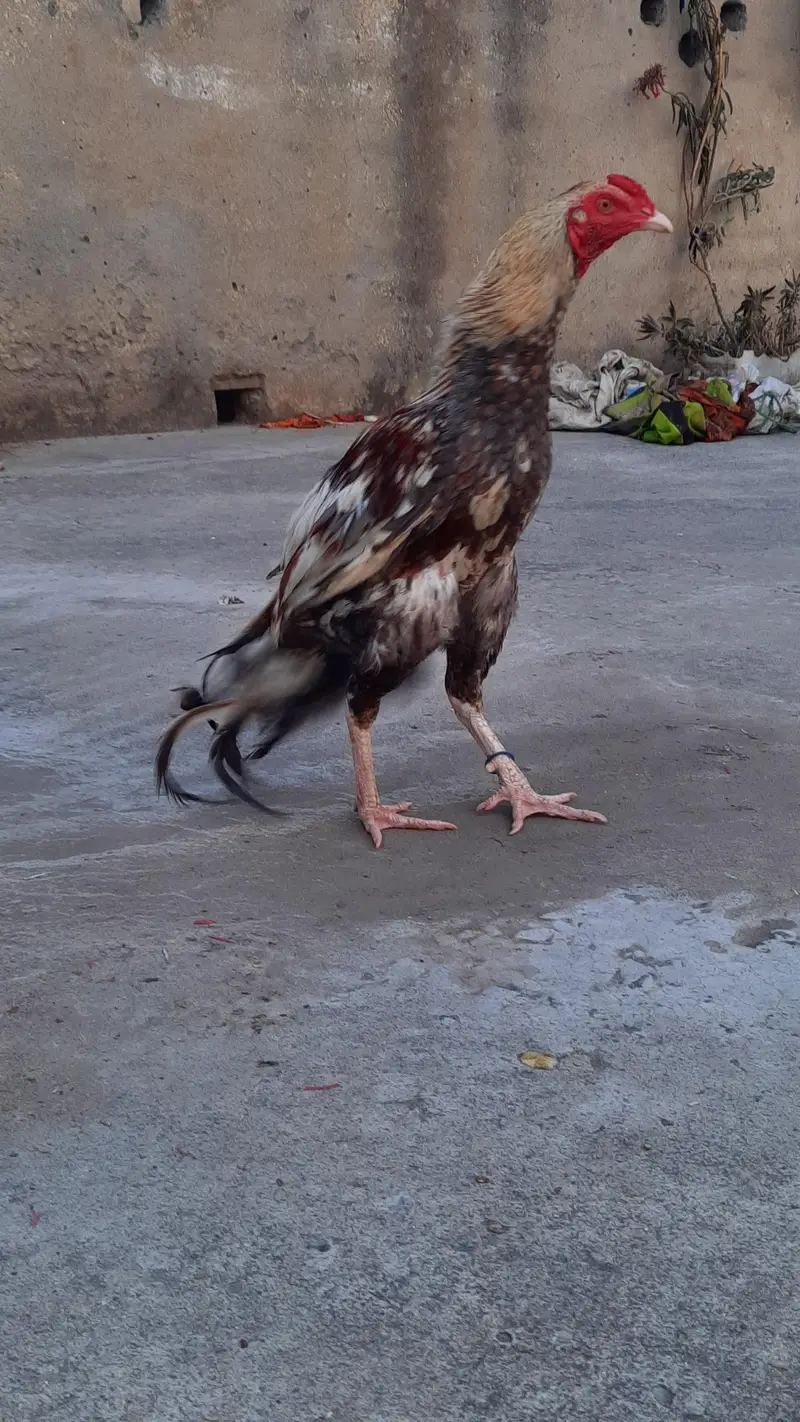 for sell aseel mianwali — photo 3