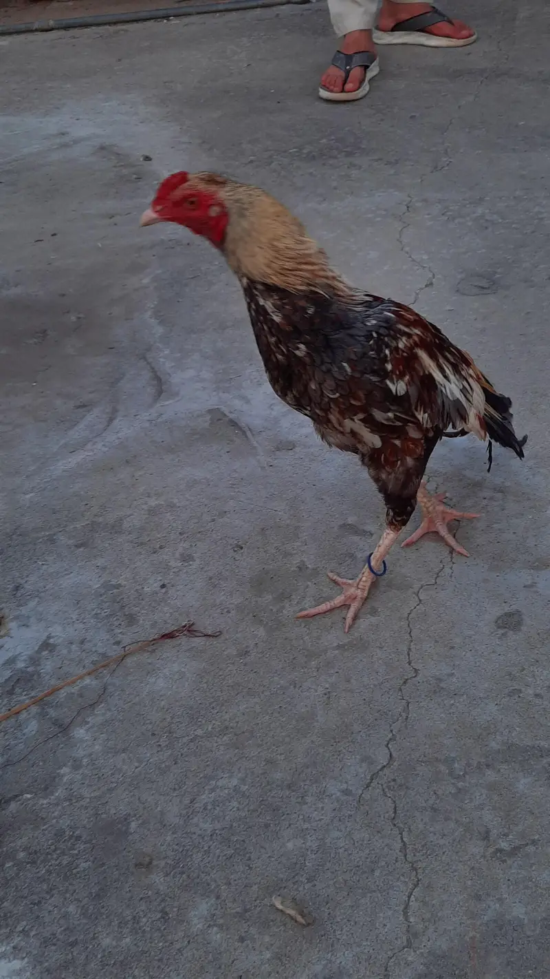 for sell aseel mianwali — photo 4