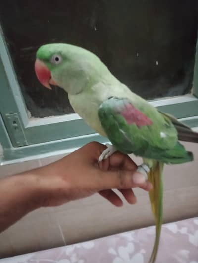 Raw parrot female