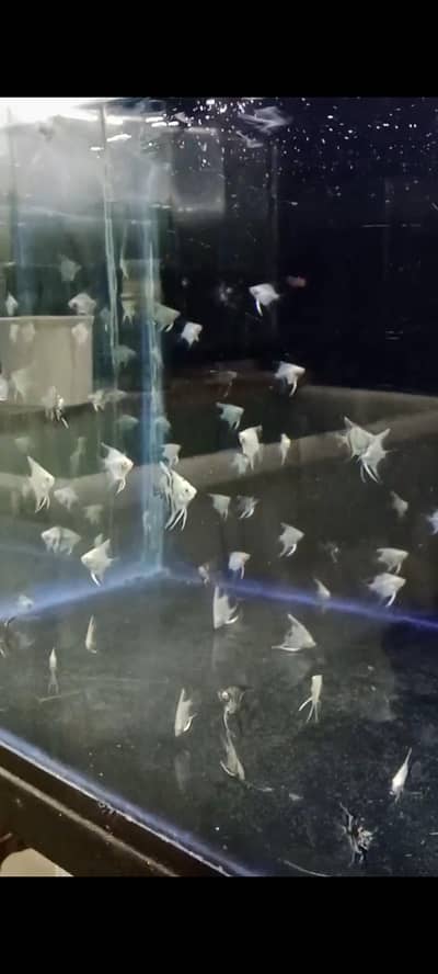 oscar fish (1 inch) fully active urgent sale