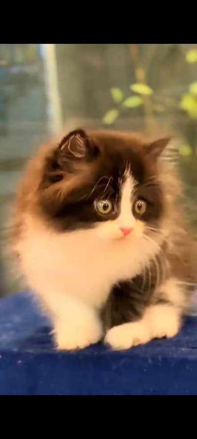pure Persian cats vaccinated and healthy active WhatsApp/0346/4644037/