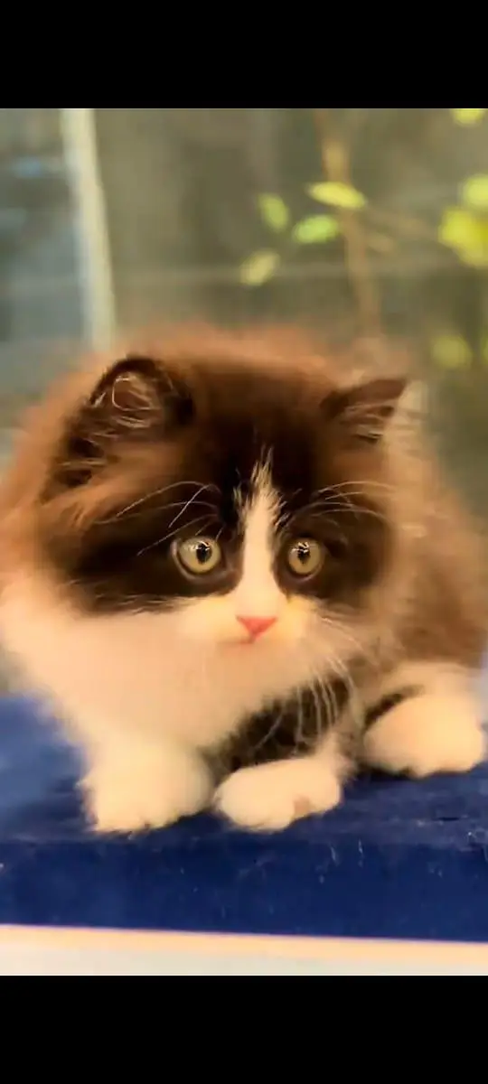 pure Persian cats vaccinated and healthy active WhatsApp/0346/4644037/ — photo 2