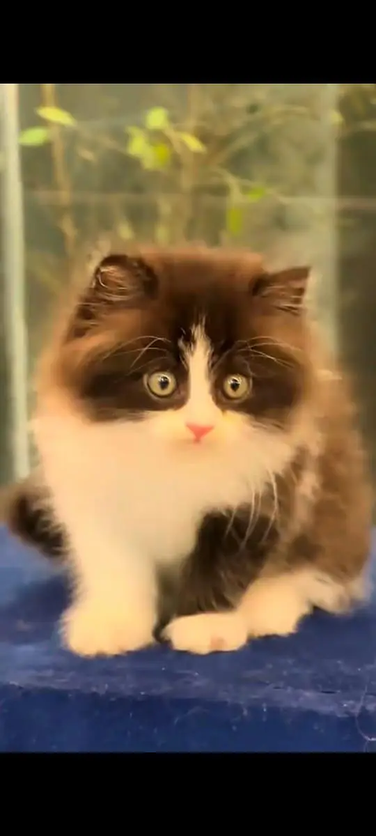 pure Persian cats vaccinated and healthy active WhatsApp/0346/4644037/ — photo 3