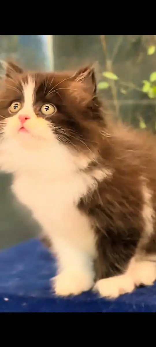 pure Persian cats vaccinated and healthy active WhatsApp/0346/4644037/ — photo 4