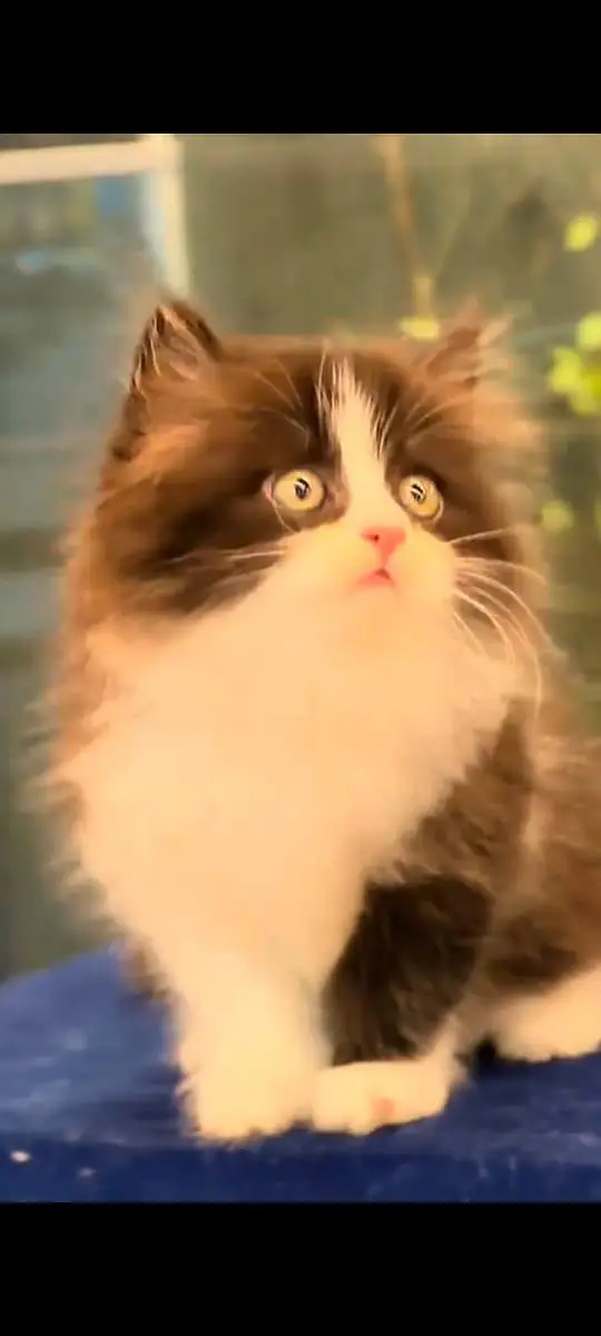 pure Persian cats vaccinated and healthy active WhatsApp/0346/4644037/ — photo 5