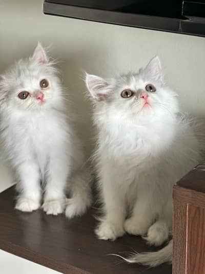 Kitten: White Persian Kitten available for Paid Adoption