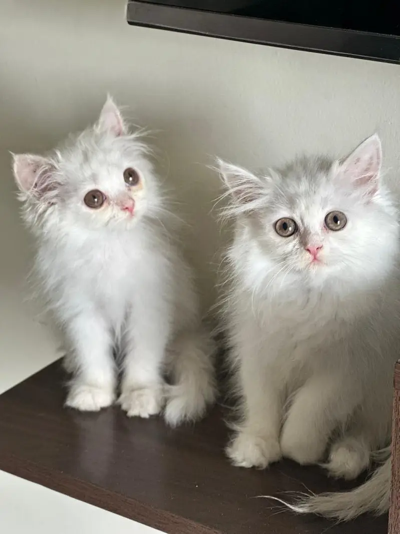 Kitten: White Persian Kitten available for Paid Adoption — photo 2
